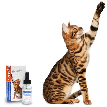 HyaFlex™ cat product shot HyaFlex™ cat product shot