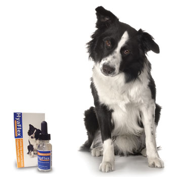 HyaFlex™ dog product shot HyaFlex™ dog product shot