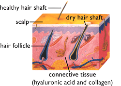 Cat hair diagram Cat hair diagram