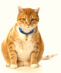 Obese house cat Obese house cat