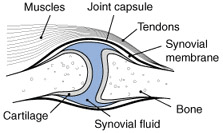 Cat joint anatomy