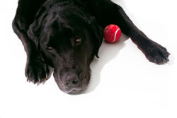 Tired dog Tired dog